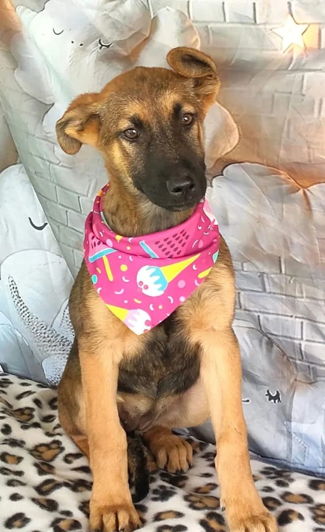 Zoey, Maro female puppy Mixed Breed for adoption at ASPA București — Catalog Câini
