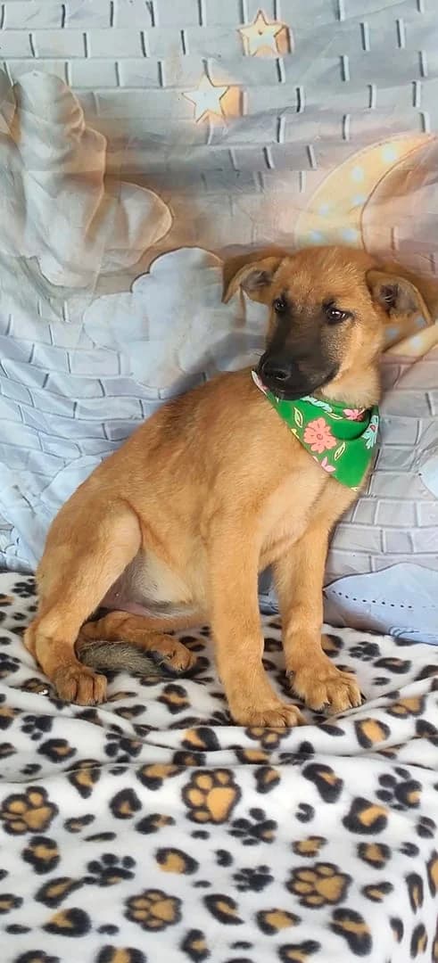 Zoey, Roșcat female puppy Mixed Breed for adoption at ASPA București — Catalog Câini