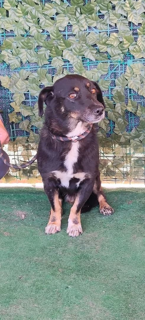 Yuki, Negru male 5yo Mixed Breed for adoption at ASPA București — Catalog Câini