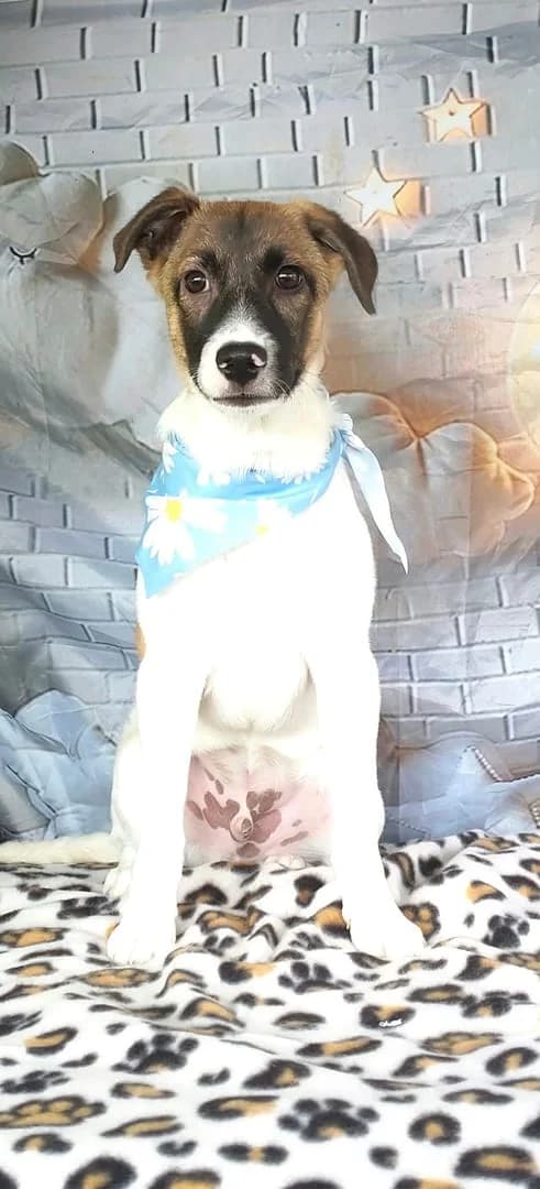 Hazel, Roșcat male puppy Mixed Breed for adoption at ASPA București — Catalog Câini