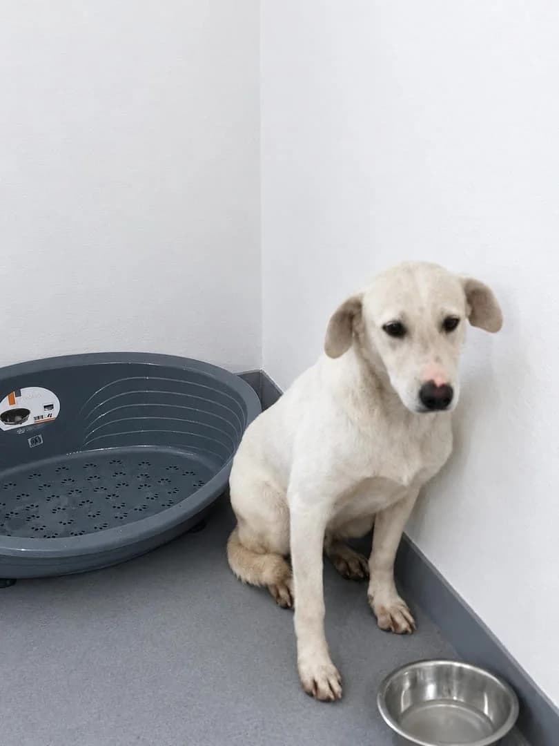 Echo, Alb male 3yo Mixed Breed for adoption at ASPA București — Catalog Câini
