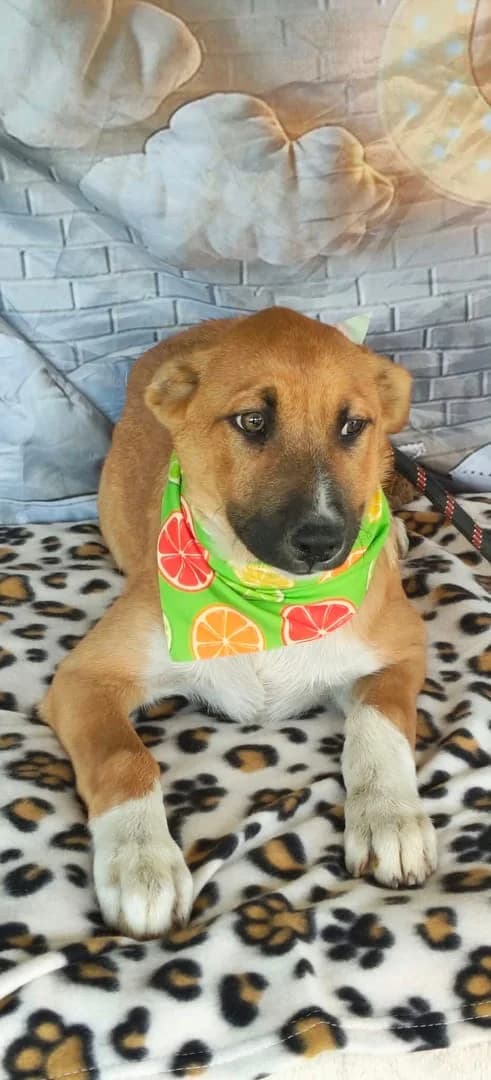 Cooper, Roșcat male puppy Mixed Breed for adoption at ASPA București — Catalog Câini