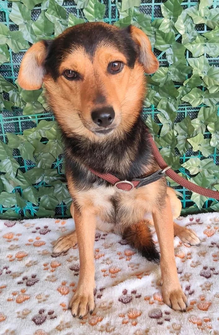 Apollo, Negru male young Mixed Breed for adoption at ASPA București — Catalog Câini