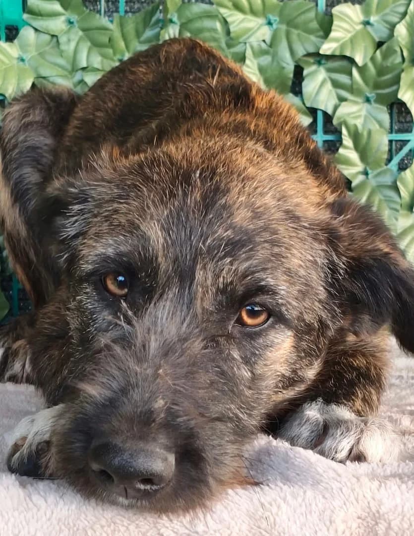 Diego, Tigrat male 3yo Mixed Breed for adoption at ASPA București — Catalog Câini