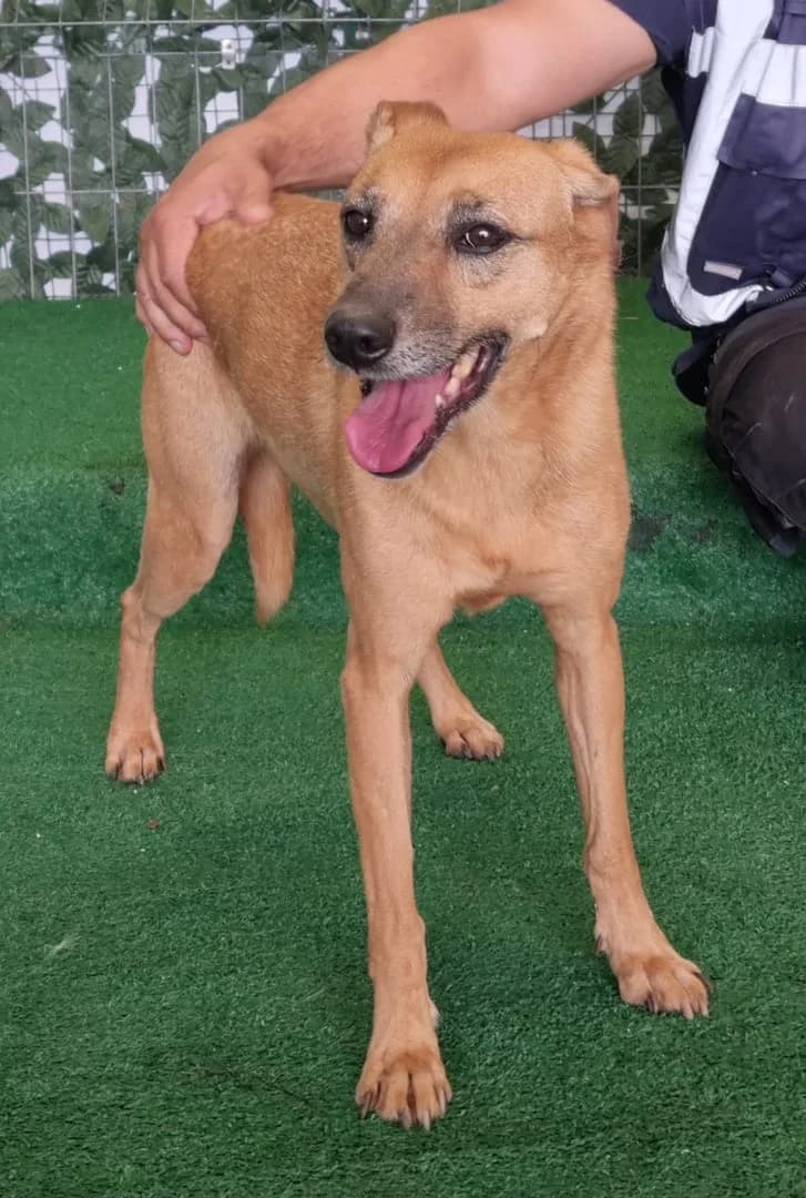 Leia, Bej female senior Mixed Breed for adoption at ASPA București — Catalog Câini
