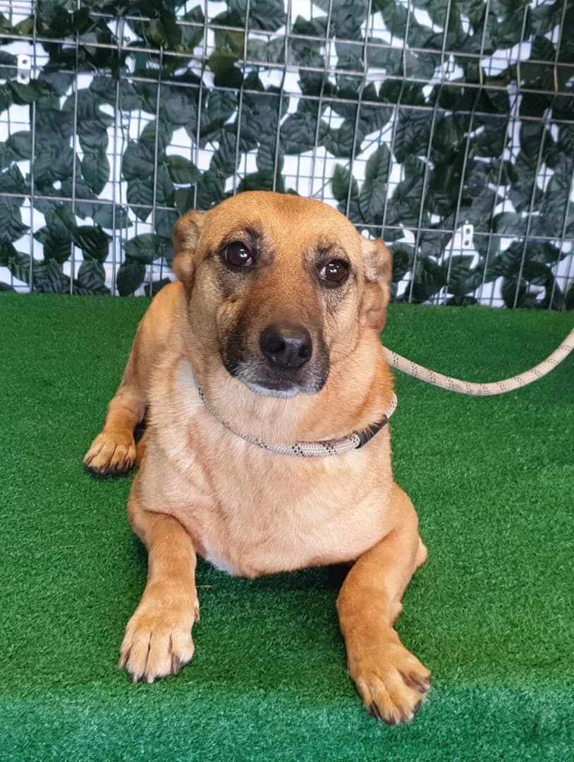 Botic, Maro female young Mixed Breed for adoption at ASPA București — Catalog Câini
