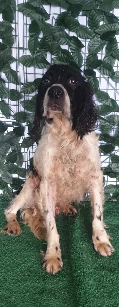 Hook, Alb male senior Mixed Breed for adoption at ASPA București — Catalog Câini