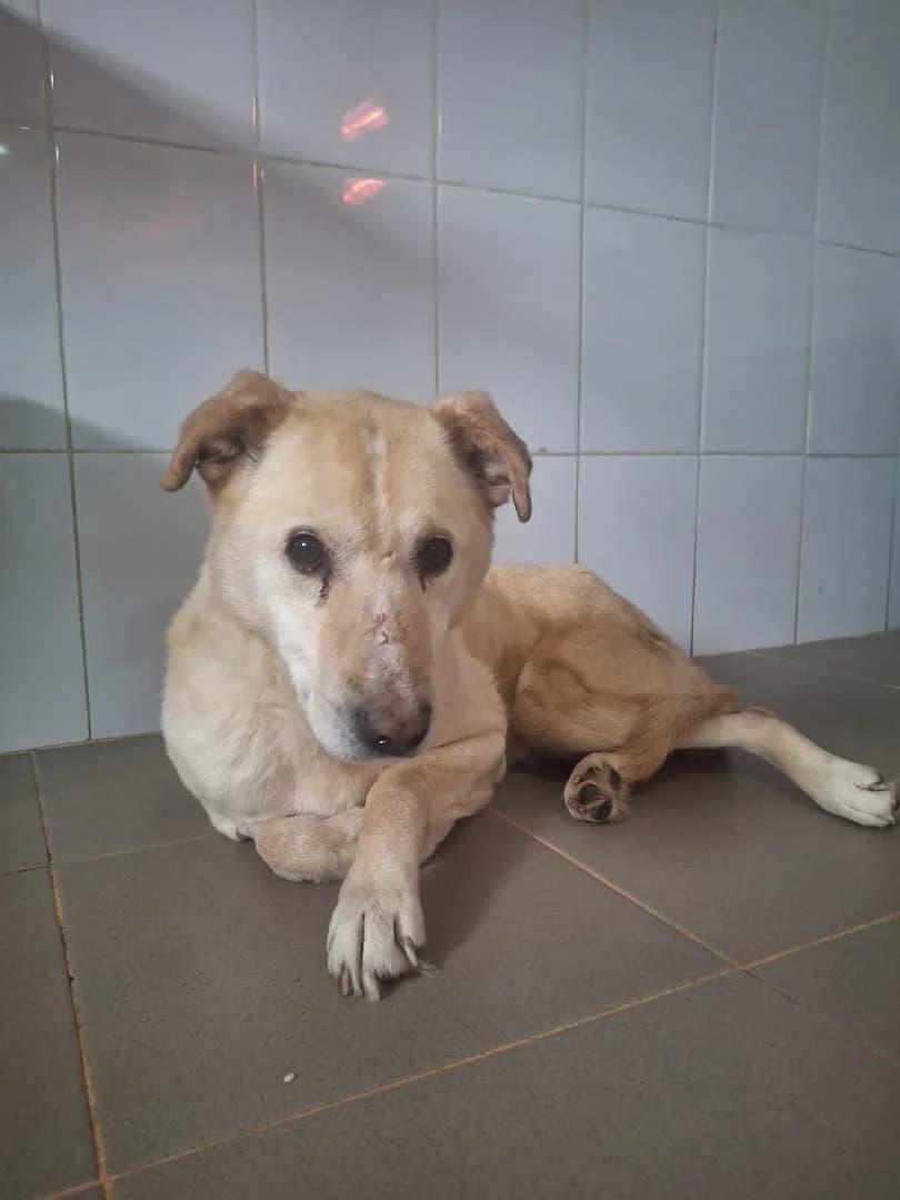 VICTOR, Bej male 7yo Mixed Breed for adoption at ASPA București — Catalog Câini