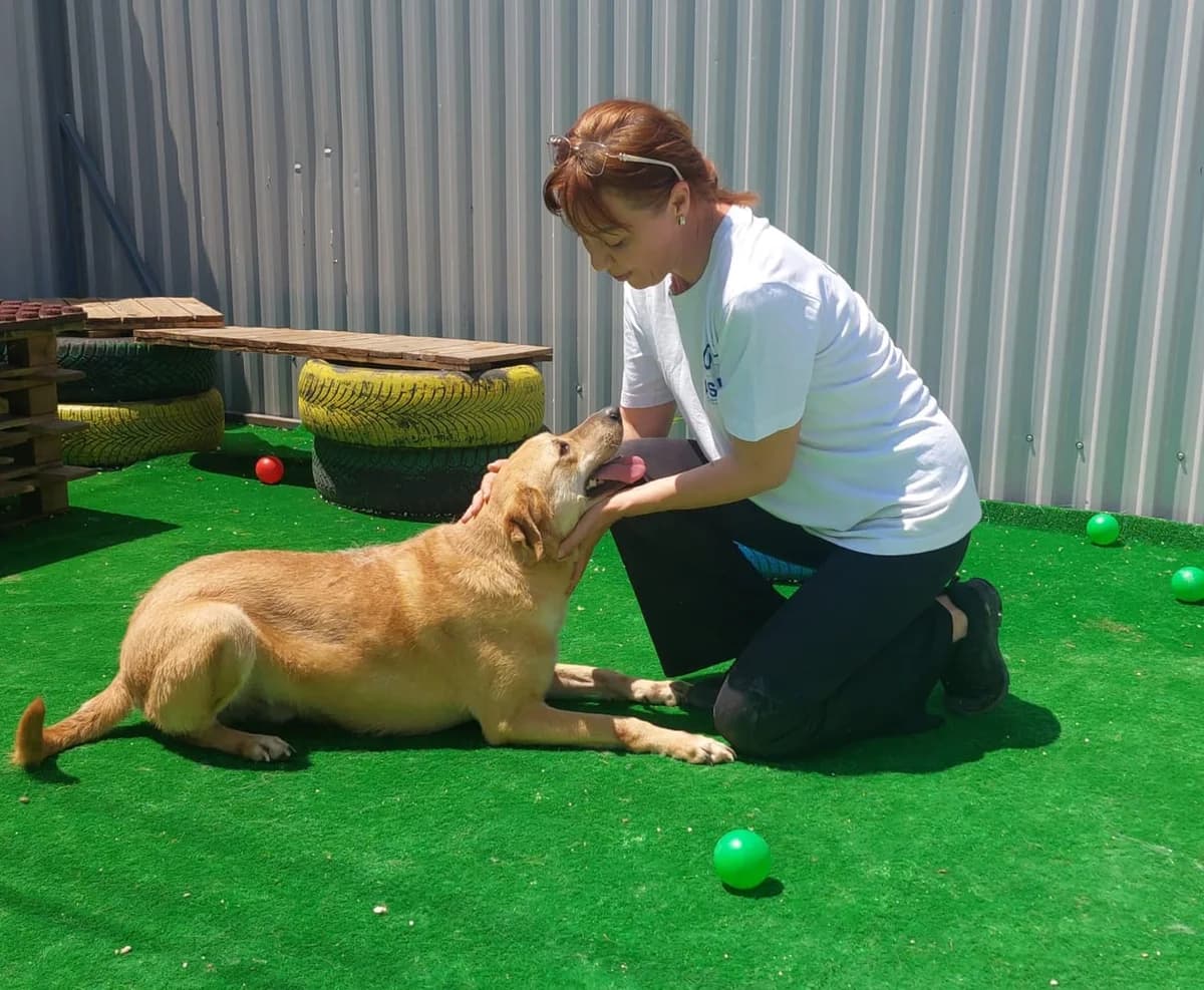 Nero, Roșcat male young Mixed Breed for adoption at ASPA București — Catalog Câini