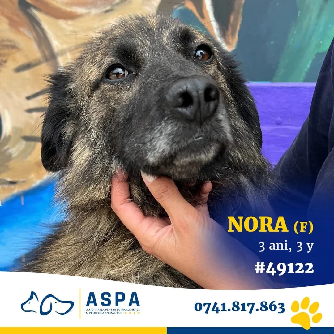 Nora, Negru female 3yo Mixed Breed for adoption at ASPA București — Catalog Câini