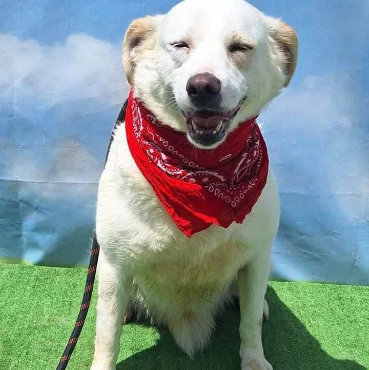 VIOLETTA, Alb female 5yo Mixed Breed for adoption at ASPA București — Catalog Câini
