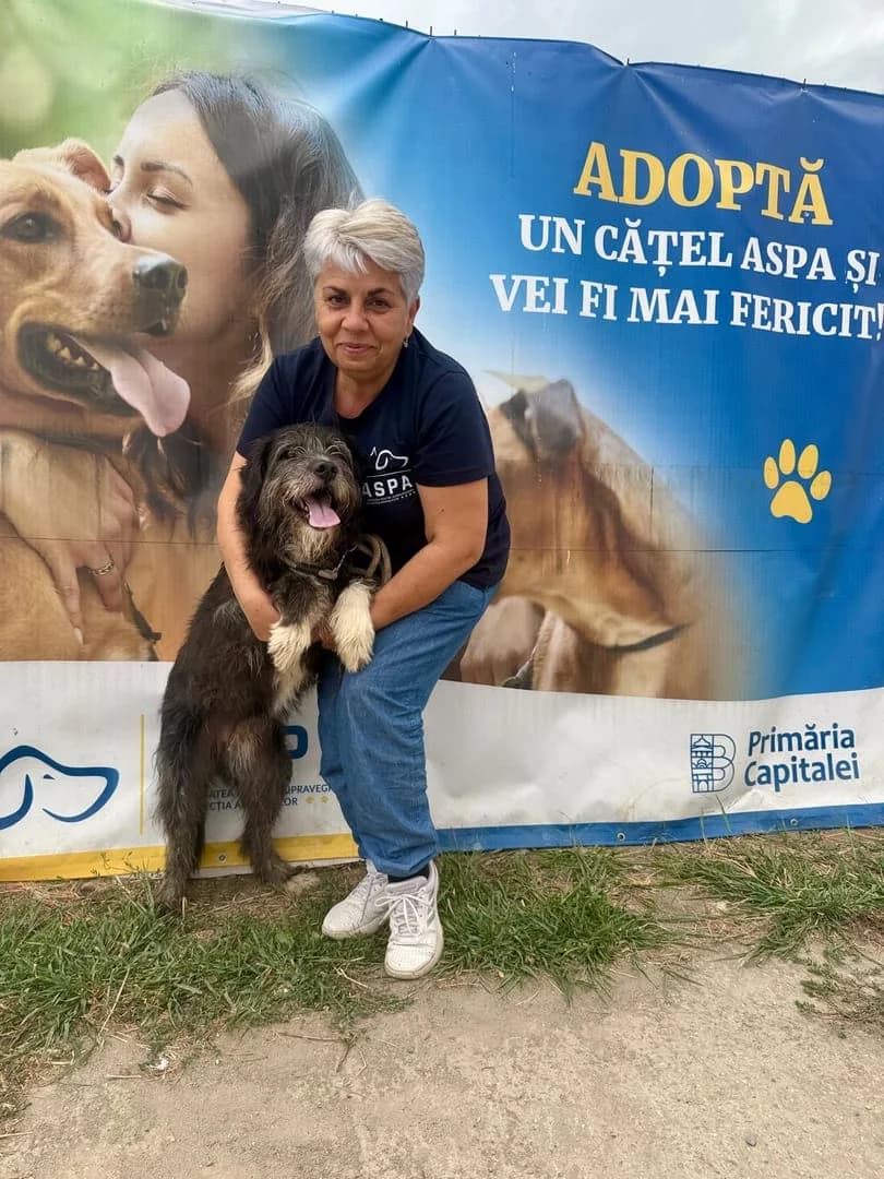 Câine, Negru male 6yo Mixed Breed for adoption at ASPA București — Catalog Câini