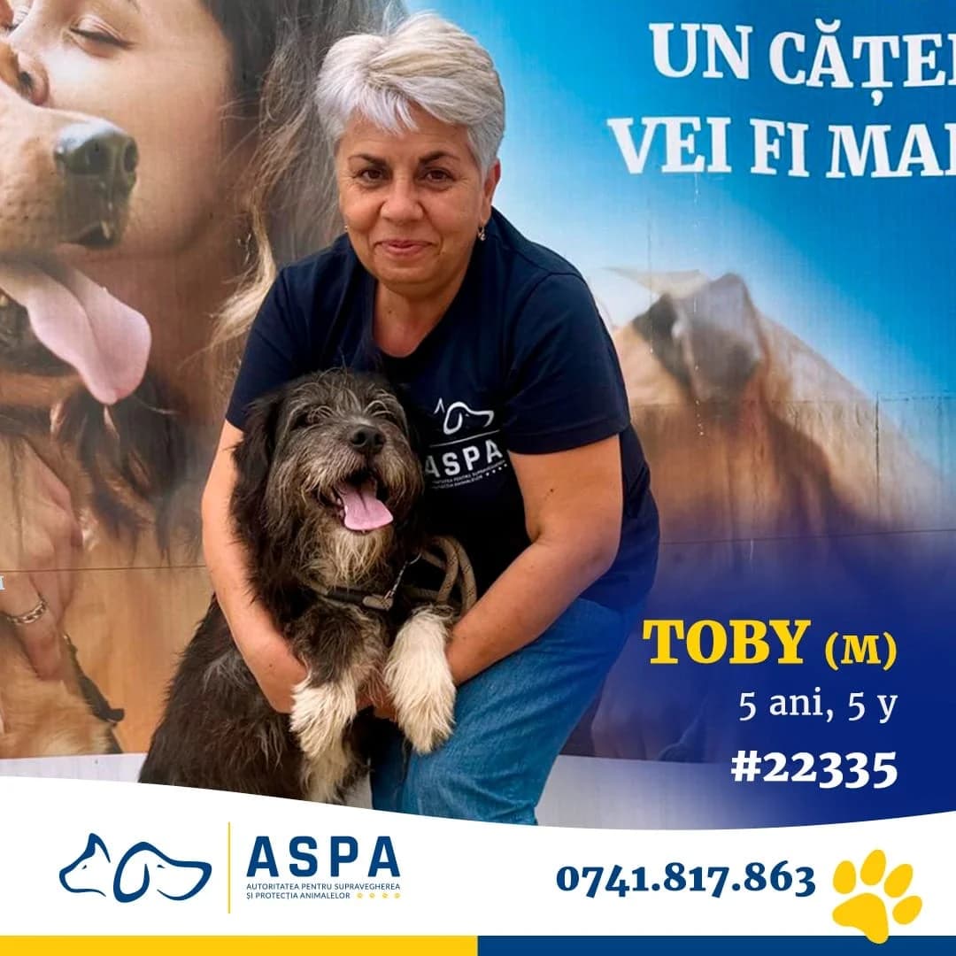 Toby, Negru male senior Mixed Breed for adoption at ASPA București — Catalog Câini