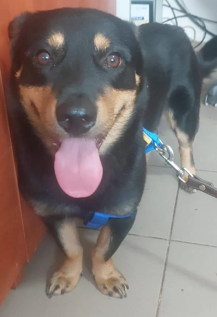 Câine, Negru male 5yo Mixed Breed for adoption at ASPA București — Catalog Câini