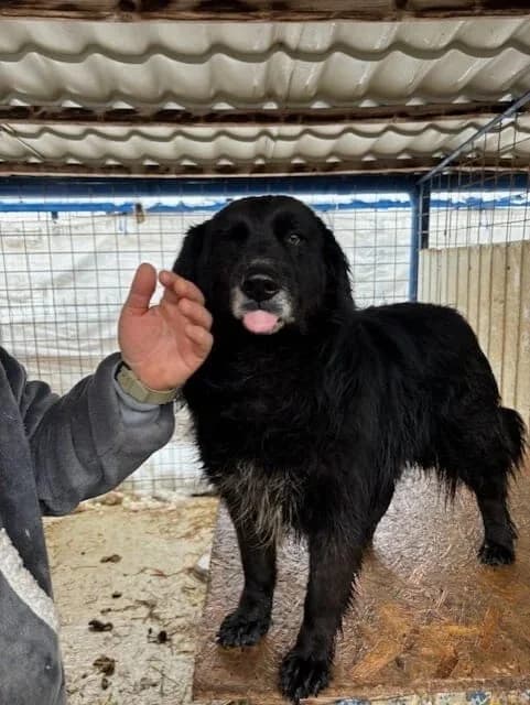 DIMITRI, Negru male 3yo Mixed Breed for adoption at ASPA București — Catalog Câini