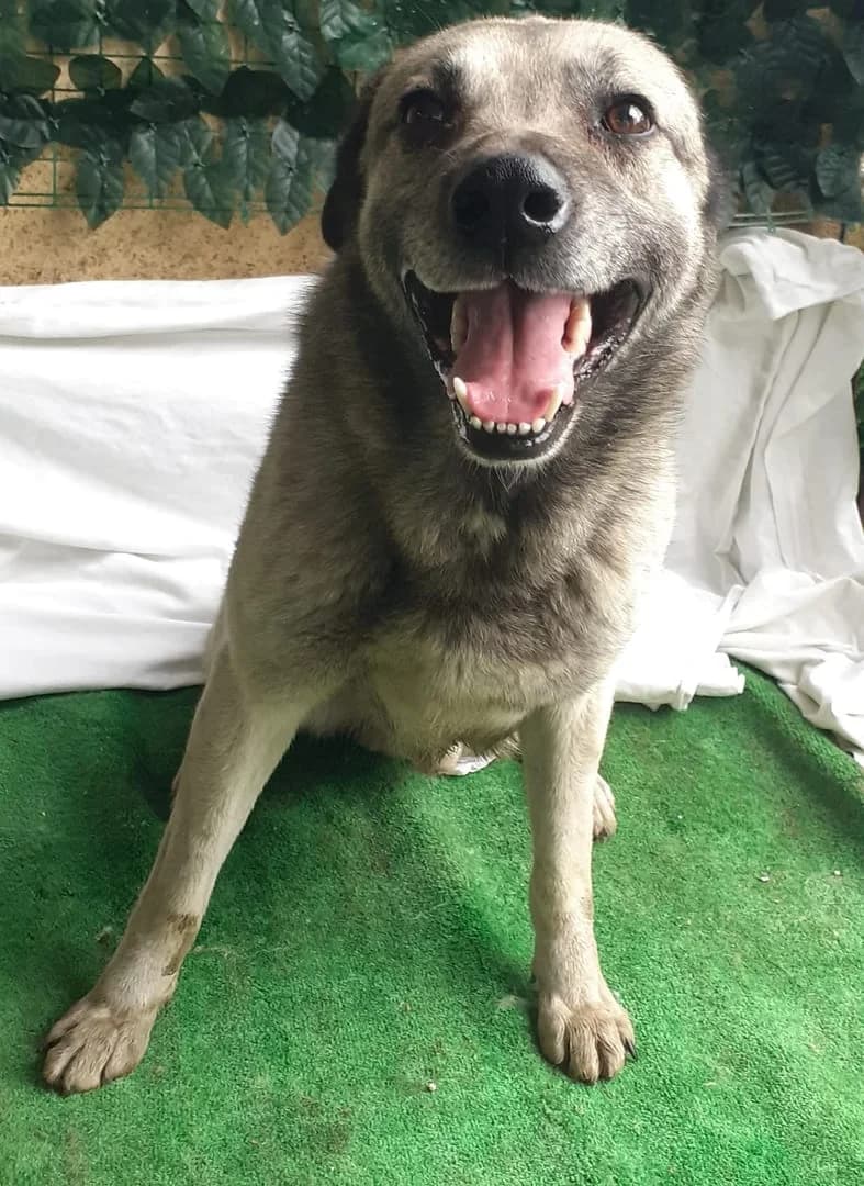 Bujie, Bej male 3yo Mixed Breed for adoption at ASPA București — Catalog Câini