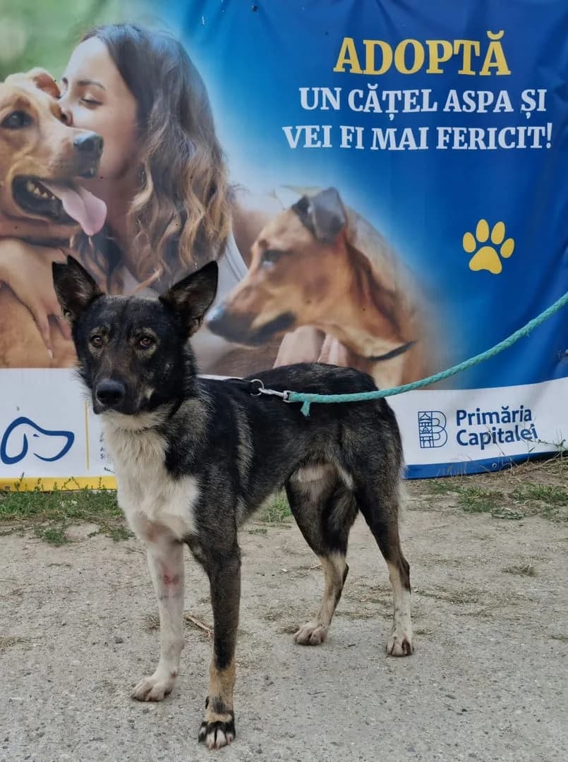 Max, Negru male 5yo Mixed Breed for adoption at ASPA București — Catalog Câini