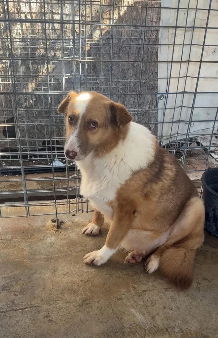 Câine, Maro male 4yo Mixed Breed for adoption at ASPA București — Catalog Câini