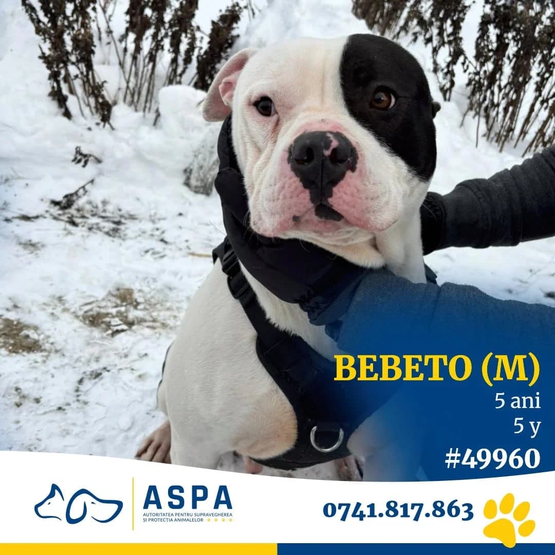 Câine, Alb male young Mixed Breed for adoption at ASPA București — Catalog Câini