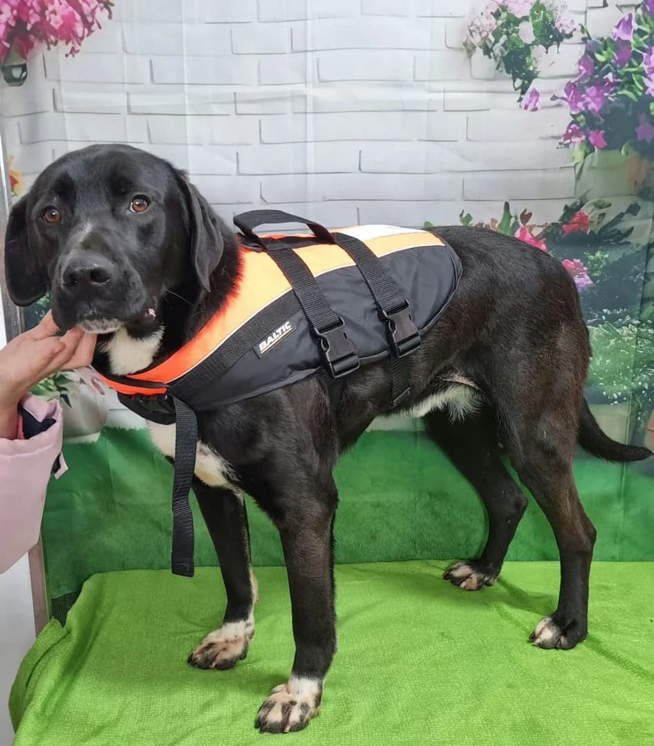 Puiu, Negru male 4yo Mixed Breed for adoption at ASPA București — Catalog Câini