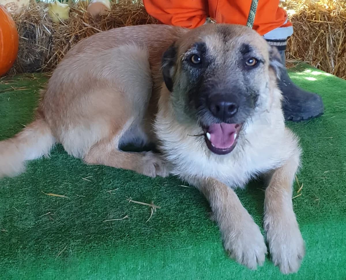 Câine, Bej female 7yo Mixed Breed for adoption at ASPA București — Catalog Câini