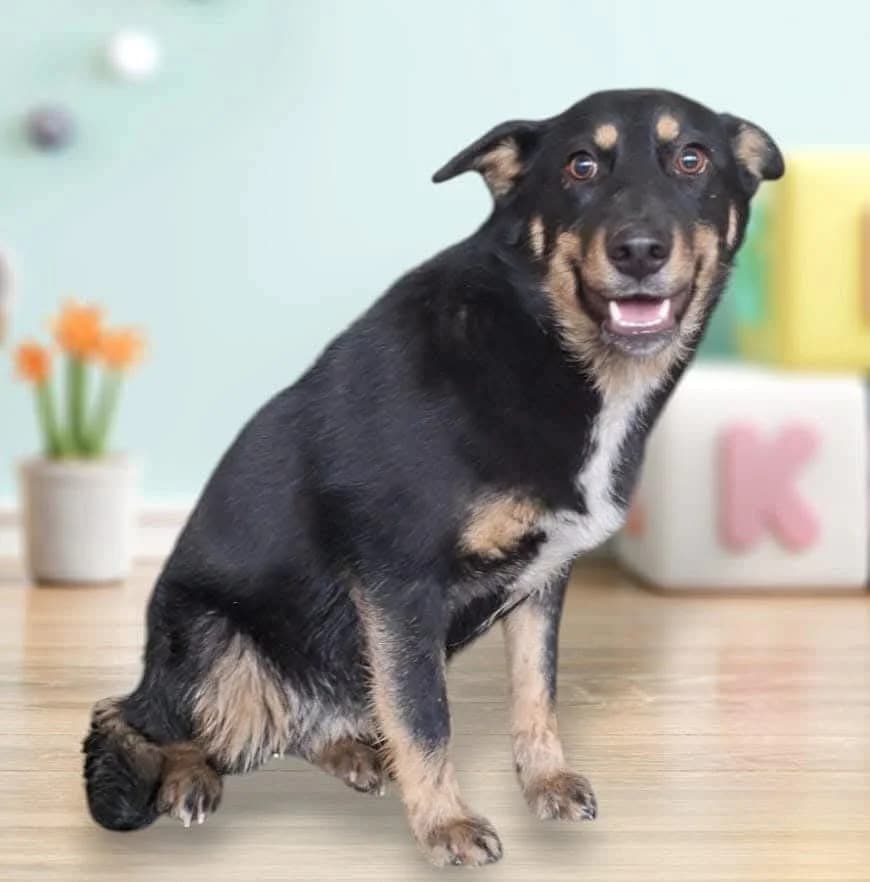 Câine, Negru female 4yo Mixed Breed for adoption at ASPA București — Catalog Câini