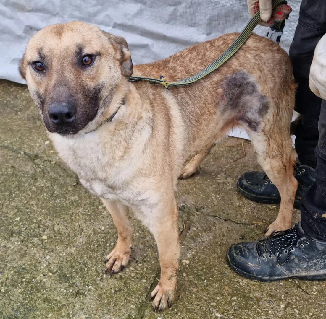 Câine, Gri male 7yo Mixed Breed for adoption at ASPA București — Catalog Câini
