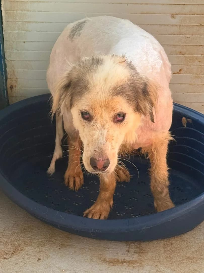 Câine, Alb male senior Mixed Breed for adoption at ASPA București — Catalog Câini
