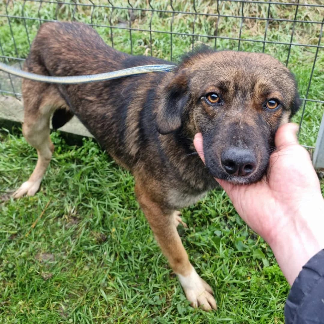 Câine, BRUN INSP CU male 7yo Mixed Breed for adoption at ASPA București — Catalog Câini