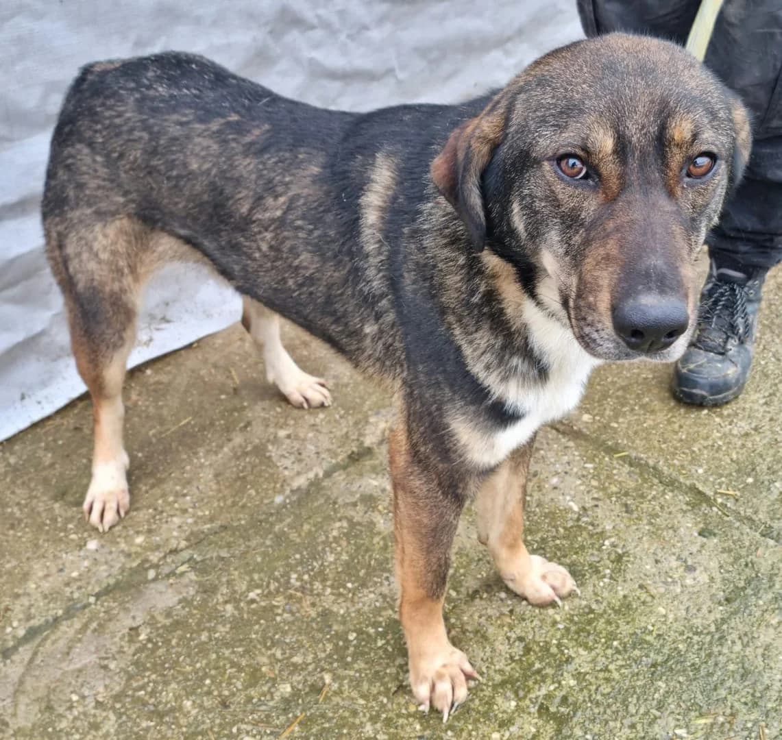 Câine, Negru male 7yo Mixed Breed for adoption at ASPA București — Catalog Câini