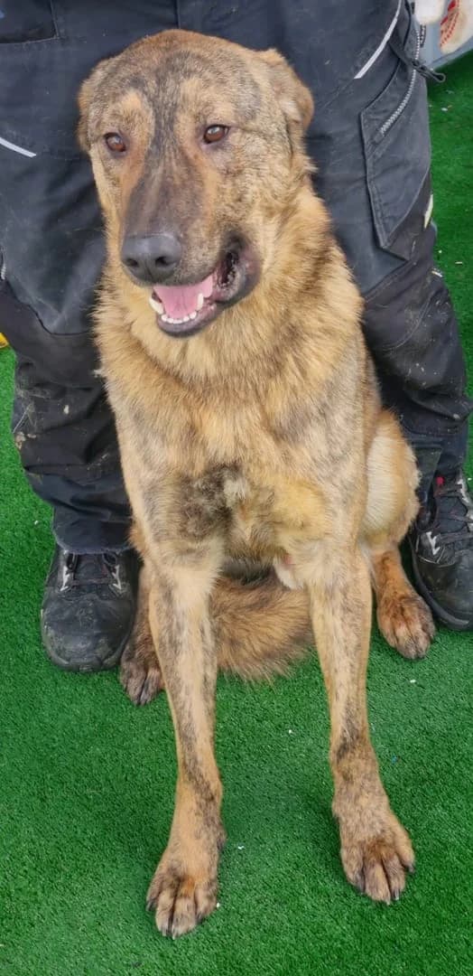 Câine, Maro male 7yo Mixed Breed for adoption at ASPA București — Catalog Câini