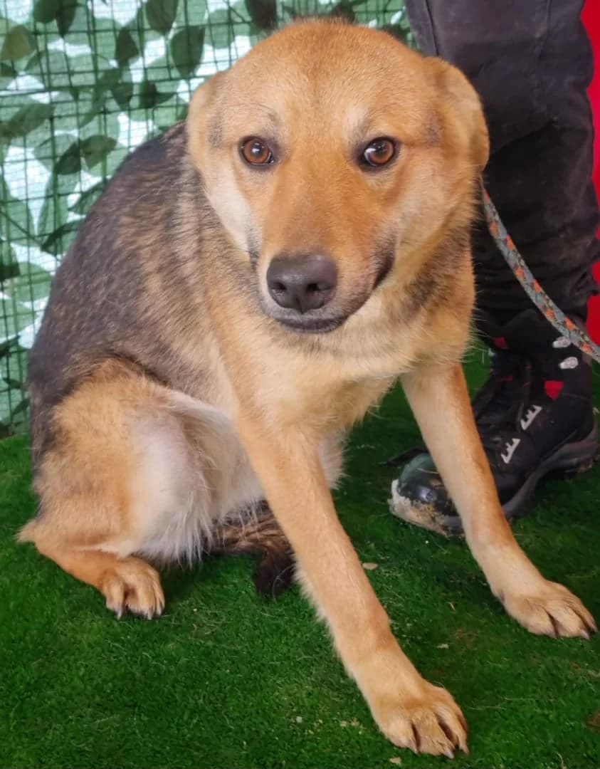 Câine, Maro female 6yo Mixed Breed for adoption at ASPA București — Catalog Câini