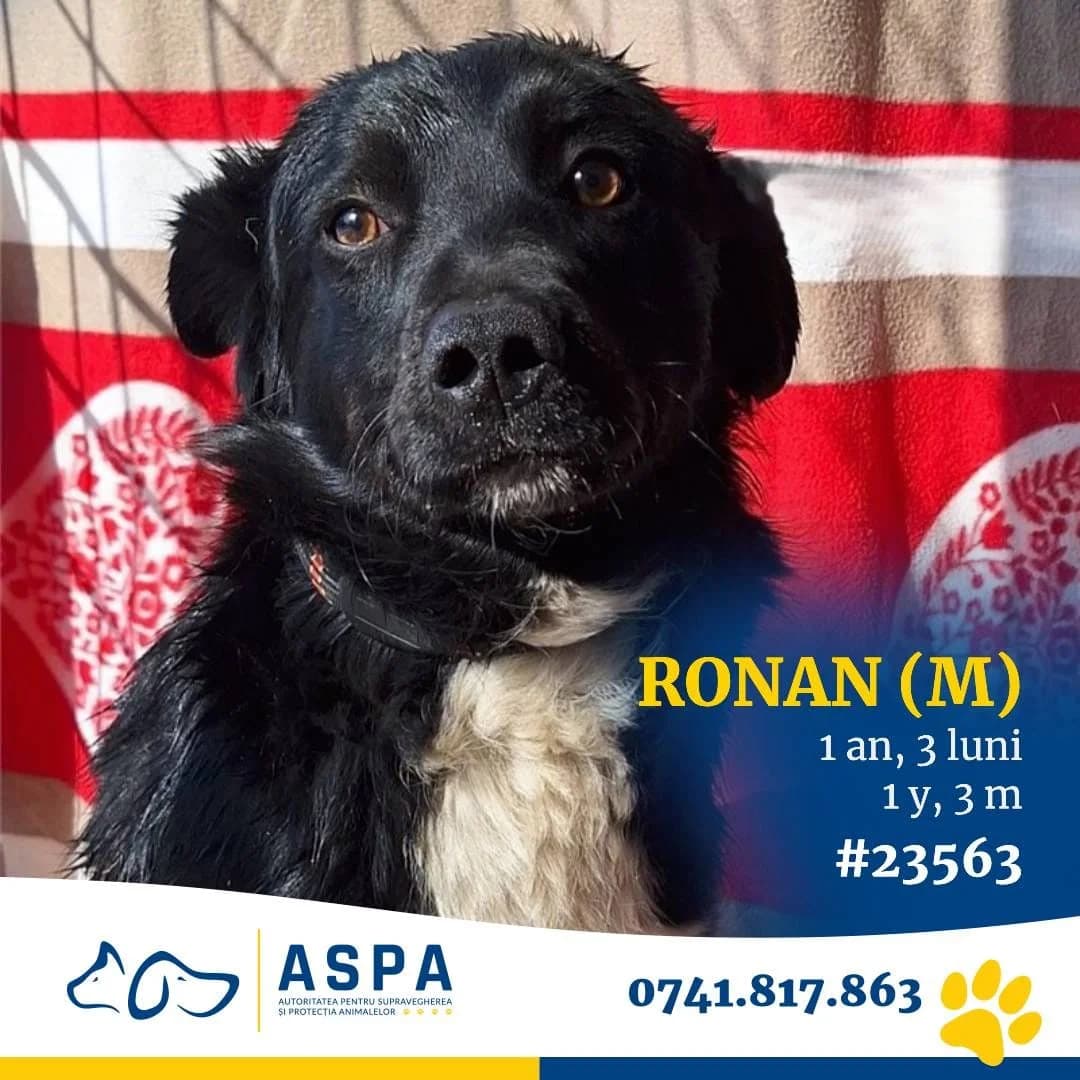 Câine, Negru male 3yo Mixed Breed for adoption at ASPA București — Catalog Câini