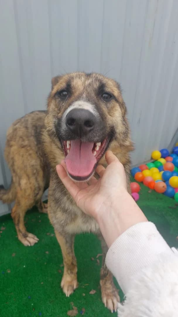Câine, Gri female 5yo Mixed Breed for adoption at ASPA București — Catalog Câini