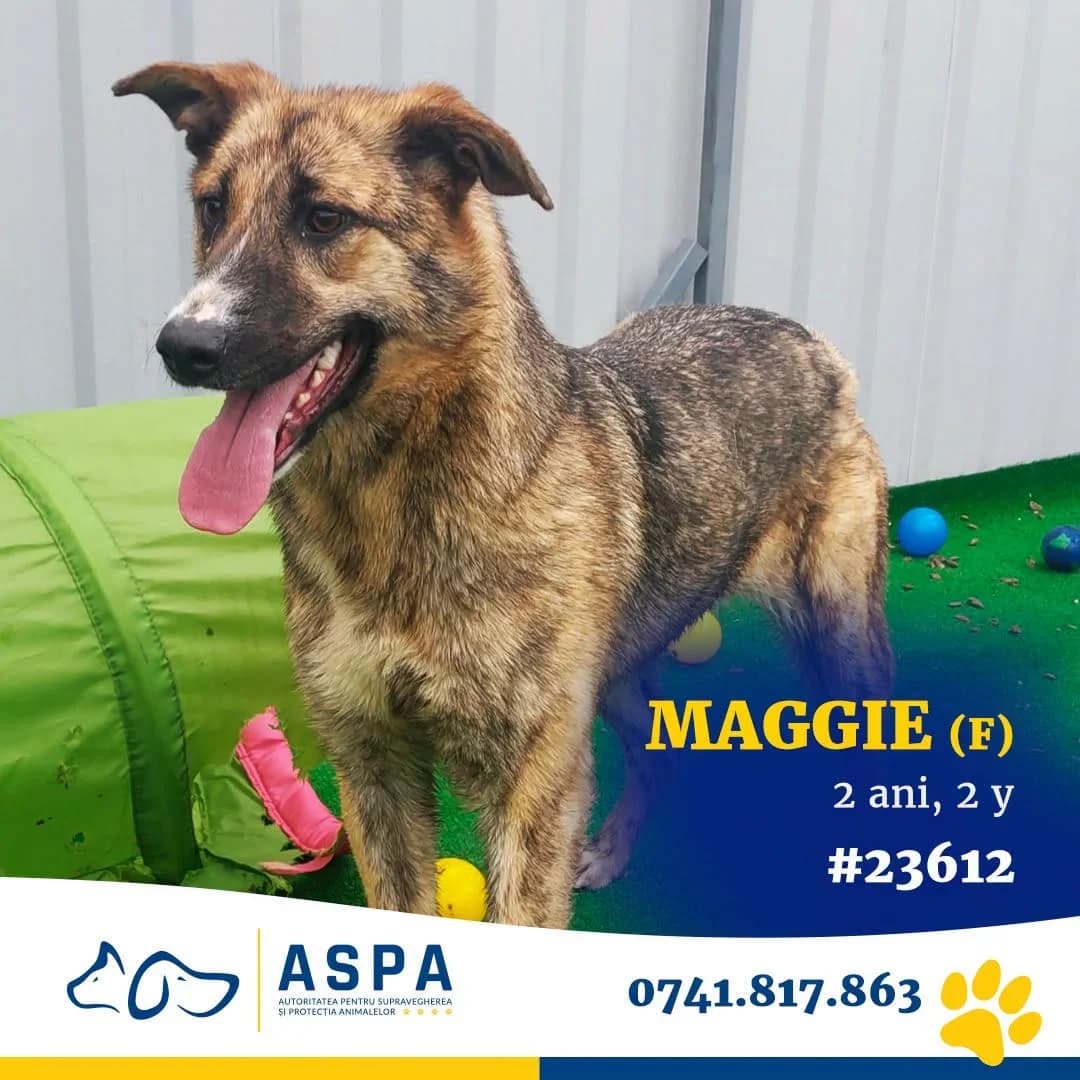 Maggie, Gri female senior Mixed Breed for adoption at ASPA București — Catalog Câini