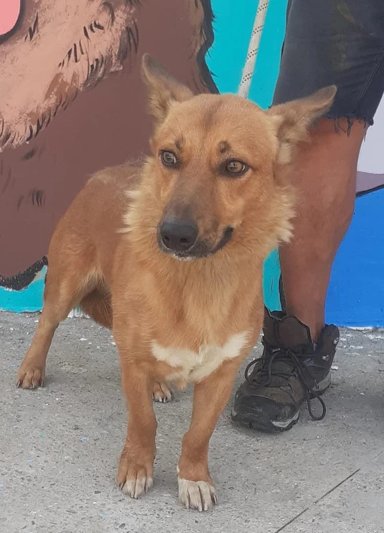 Toto, Bej male senior Mixed Breed for adoption at ASPA București — Catalog Câini