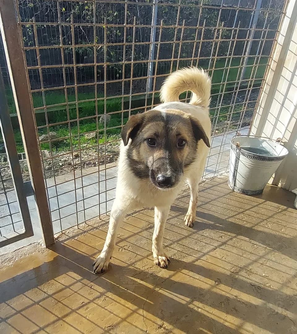 Câine, Alb male 3yo Mixed Breed for adoption at ASPA București — Catalog Câini