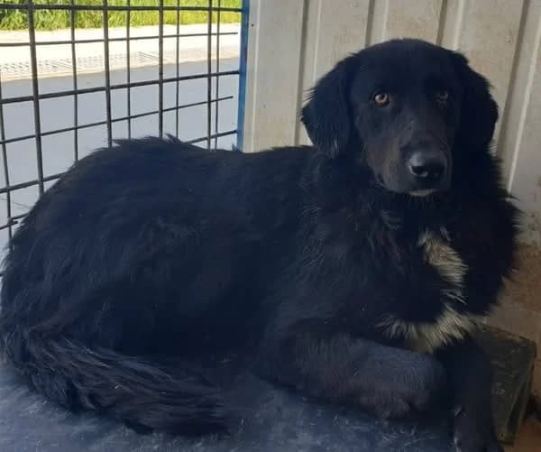 Câine, Negru male 5yo Mixed Breed for adoption at ASPA București — Catalog Câini