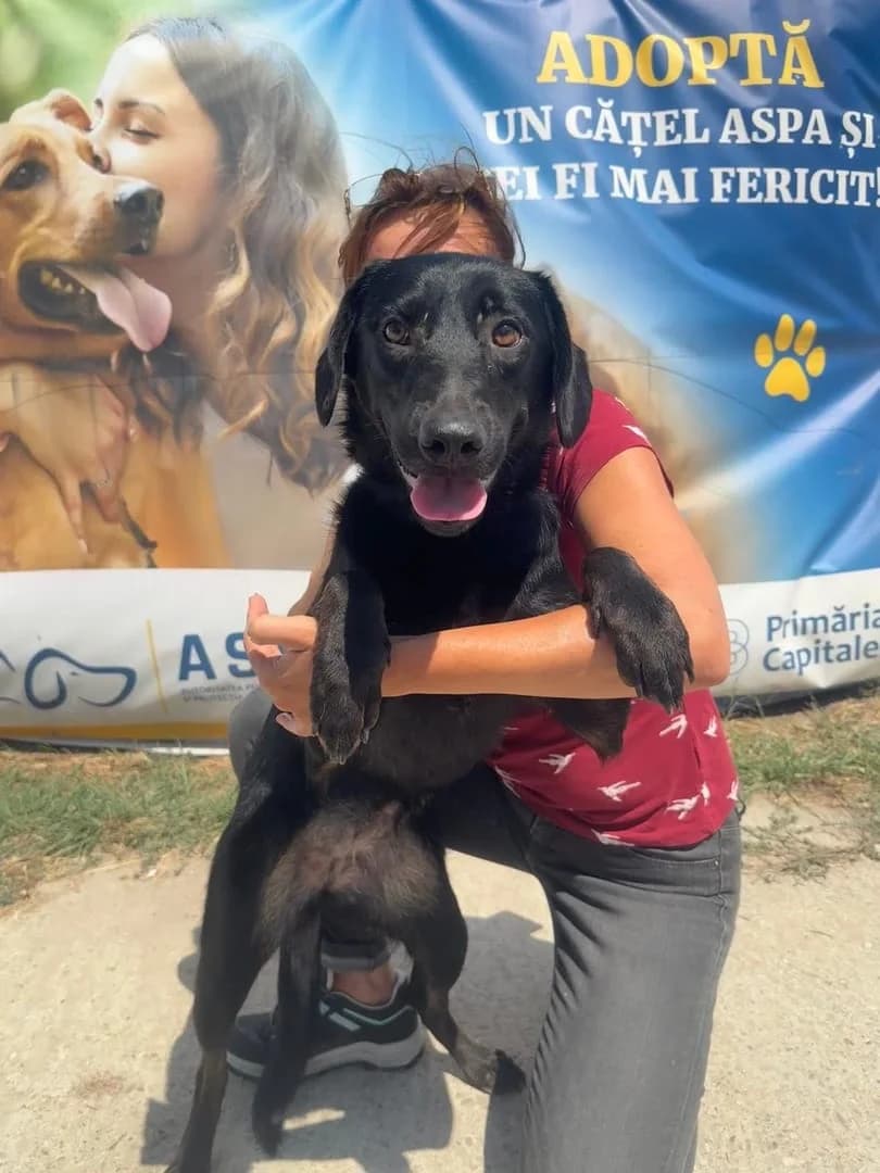 Câine, Negru female 3yo Mixed Breed for adoption at ASPA București — Catalog Câini