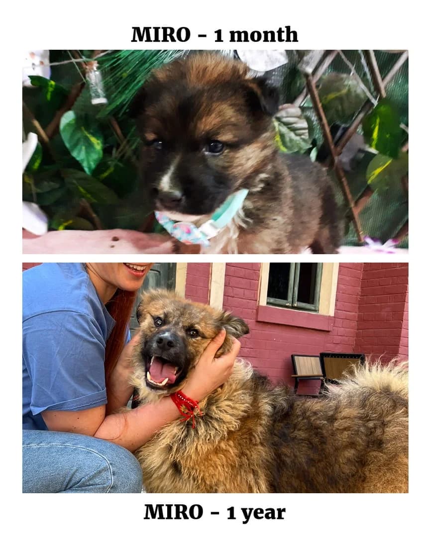 Miro, Negru male young Mixed Breed for adoption at ASPA București — Catalog Câini