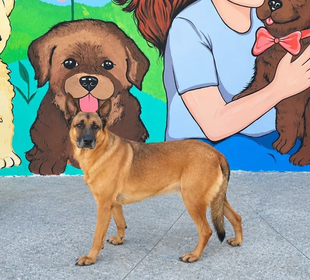 REX, STANDARD male 4yo Mixed Breed for adoption at ASPA București — Catalog Câini