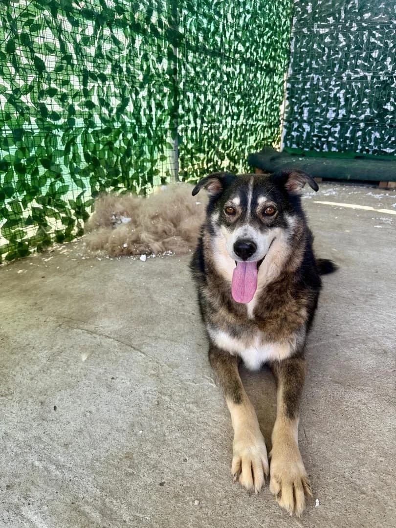Câine, Negru male 3yo Mixed Breed for adoption at ASPA București — Catalog Câini