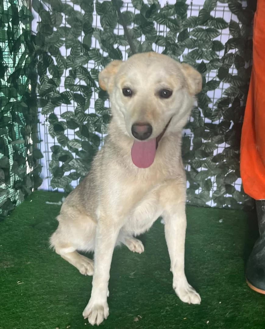 Cleo, Negru female young Mixed Breed for adoption at ASPA București — Catalog Câini
