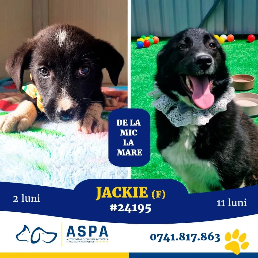 Jackie, Negru female young Mixed Breed for adoption at ASPA București — Catalog Câini