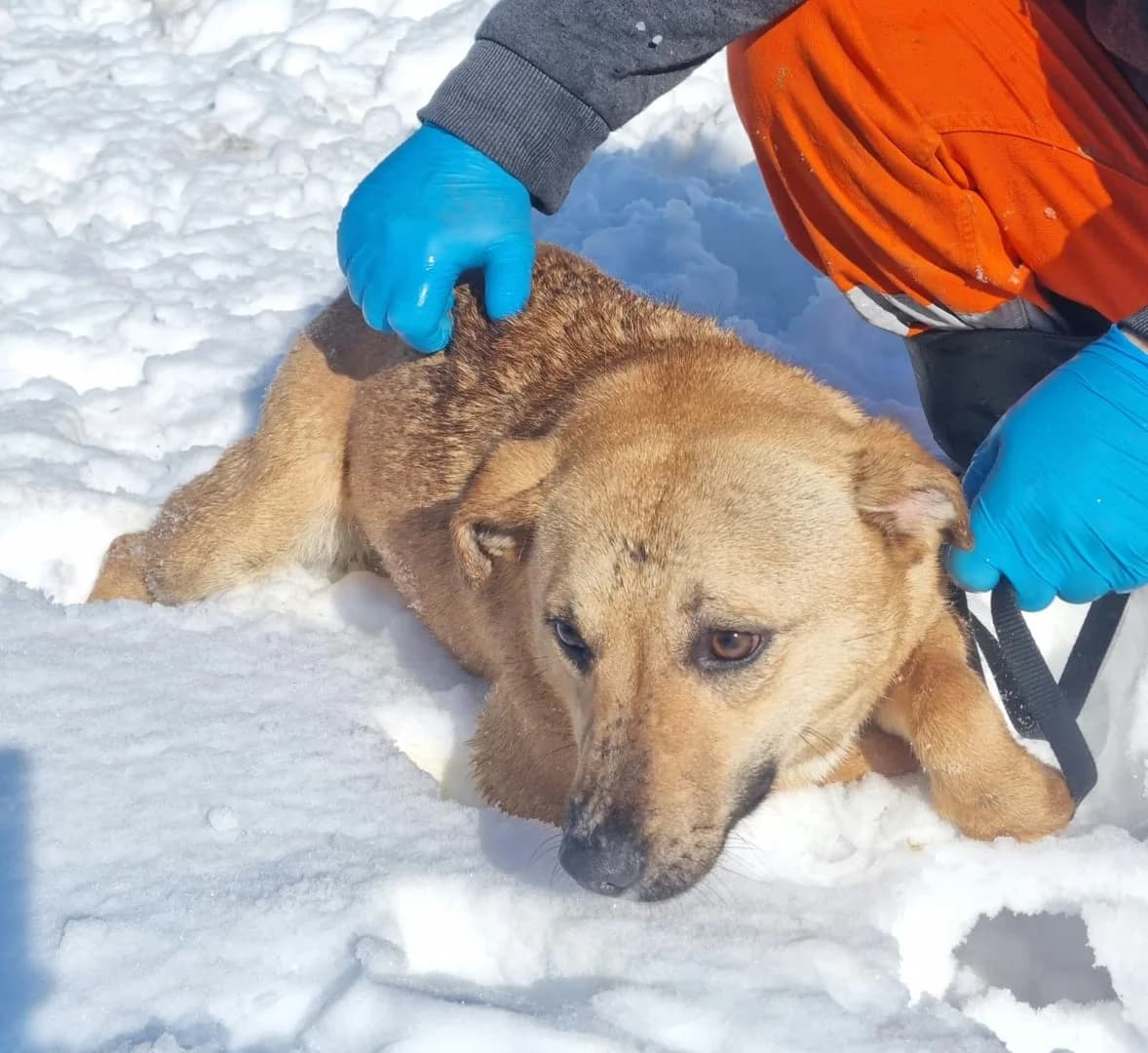 Câine, Maro female young Mixed Breed for adoption at ASPA București — Catalog Câini