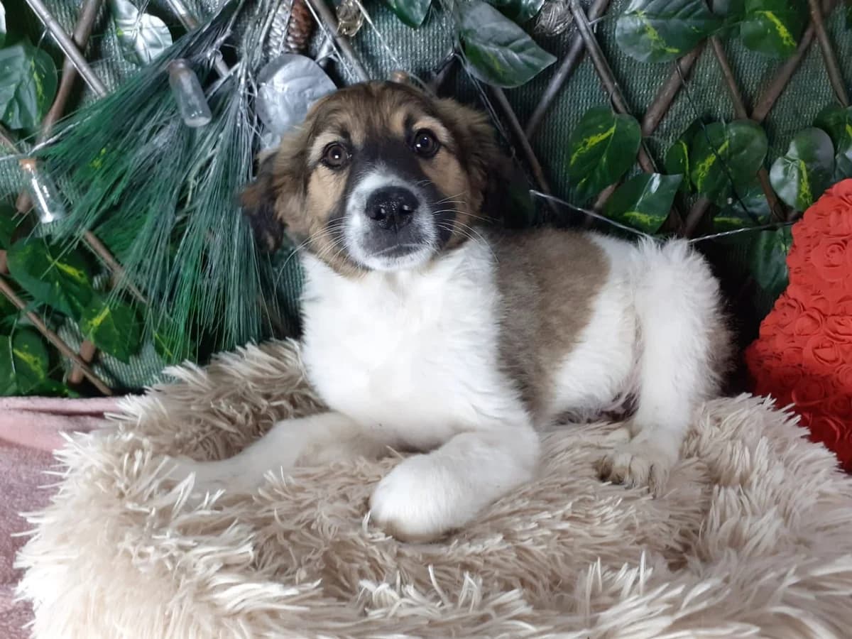Câine, Alb male young Mixed Breed for adoption at ASPA București — Catalog Câini