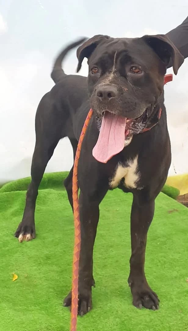 Câine #24308, Negru female Mixed Breed for adoption at ASPA București — Catalog Câini