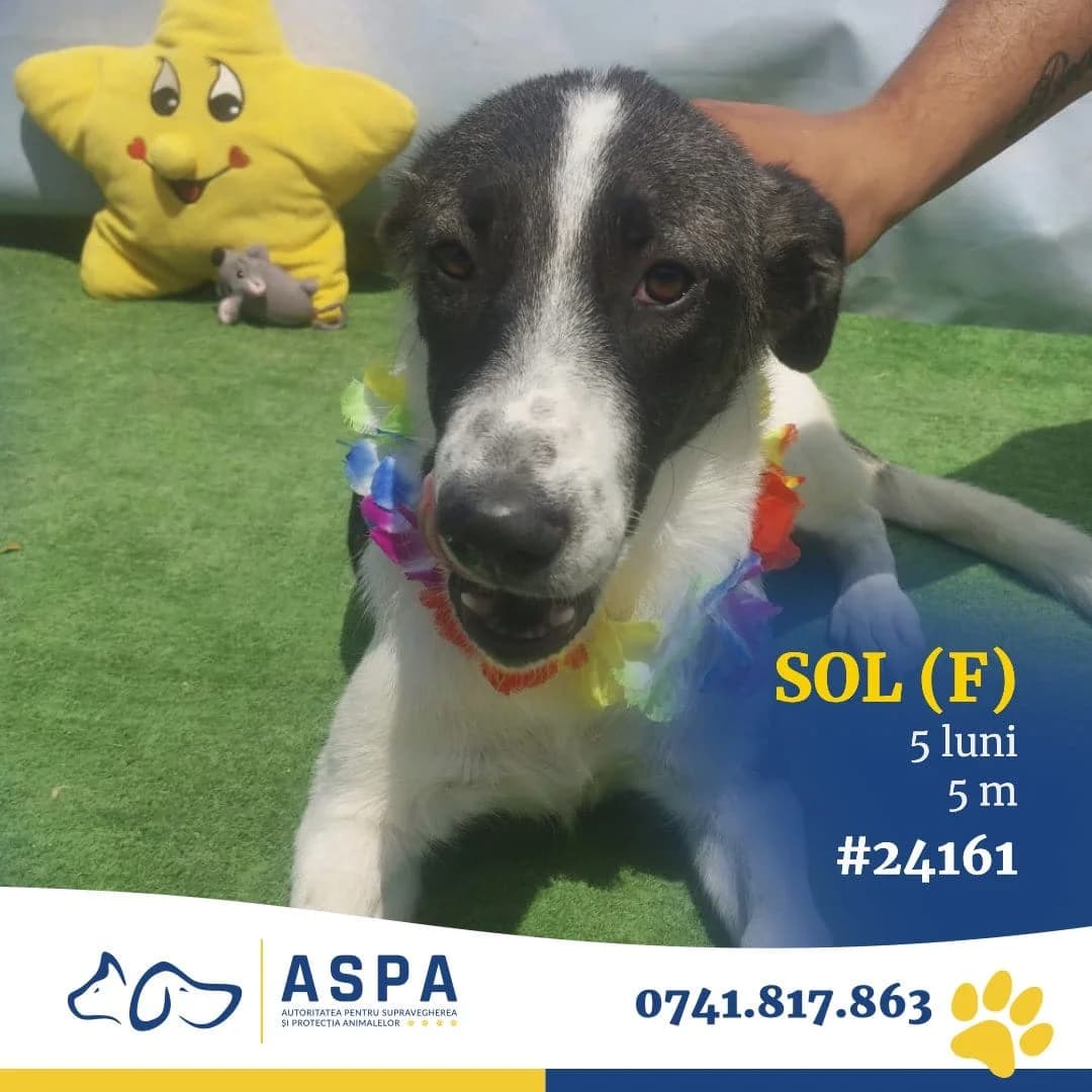 SOL, Alb female 3yo Mixed Breed for adoption at ASPA București — Catalog Câini