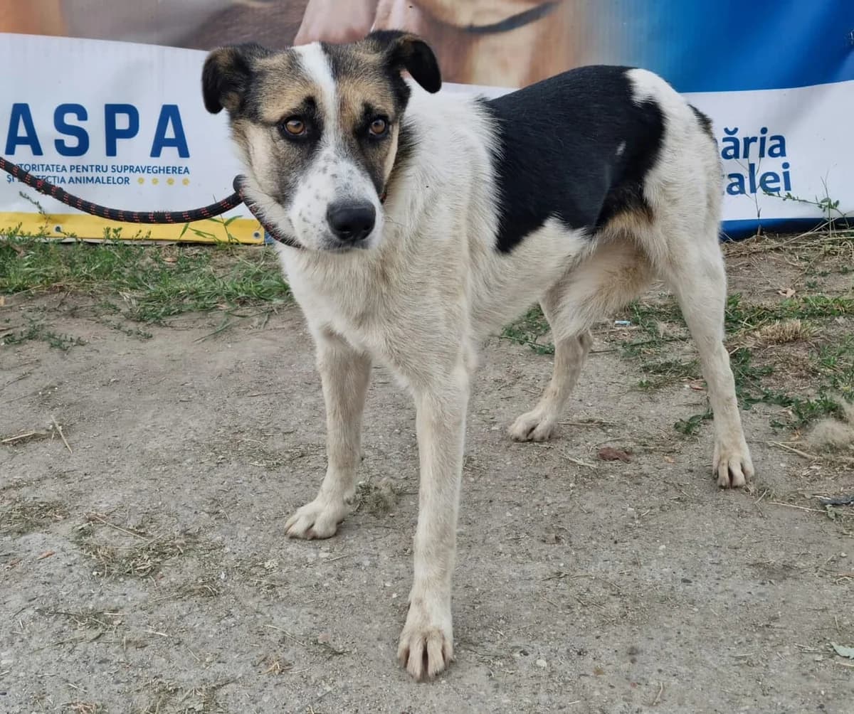 Blanda, Alb female young Mixed Breed for adoption at ASPA București — Catalog Câini