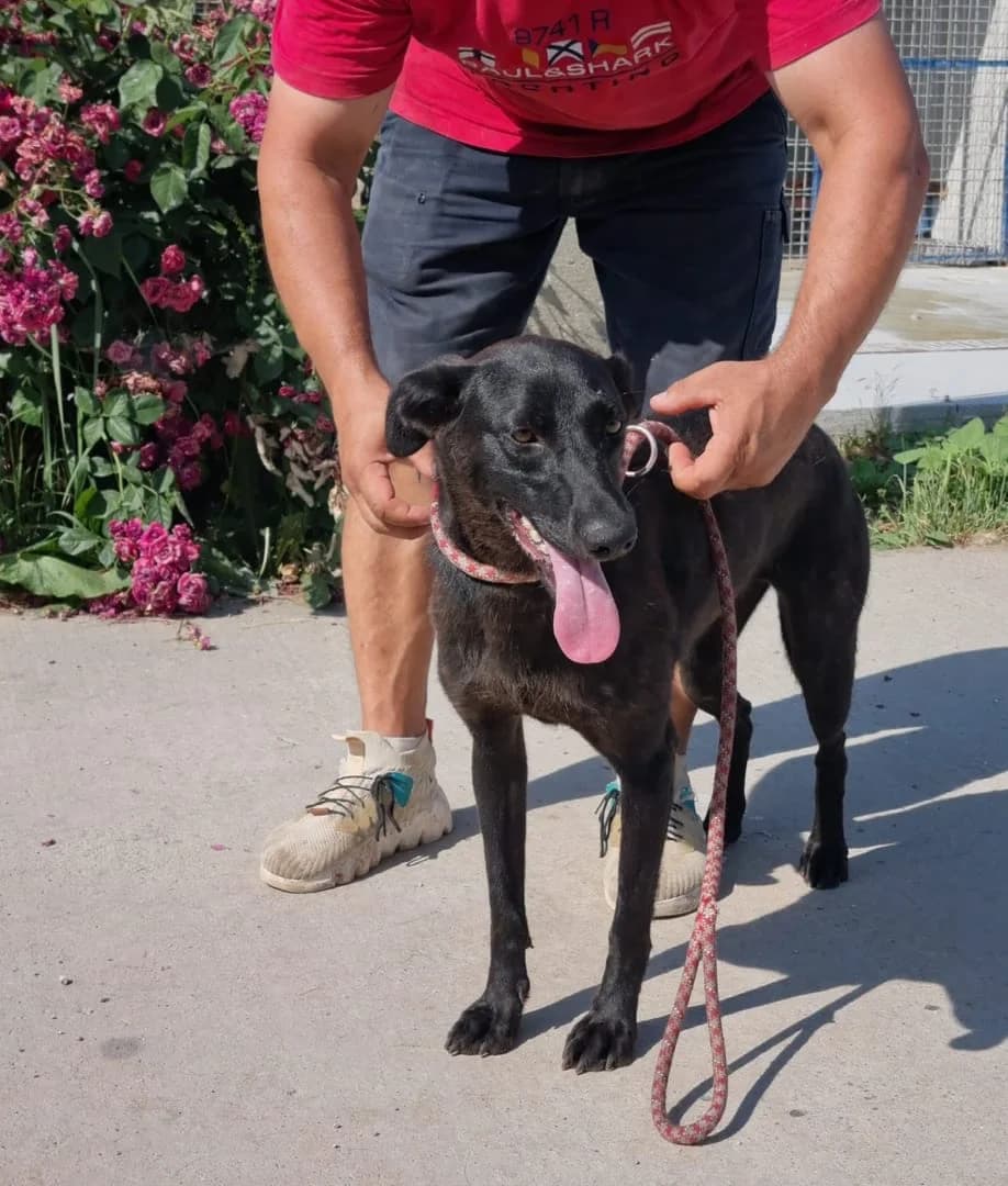 Câine, Negru female young Mixed Breed for adoption at ASPA București — Catalog Câini